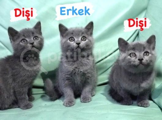 2 Dişi 1 Erkek British Shorthair Yavruları görsel