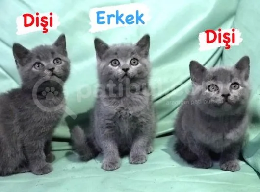 2 Dişi 1 Erkek British Shorthair Yavruları
