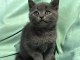 2 Dişi 1 Erkek British Shorthair Yavruları