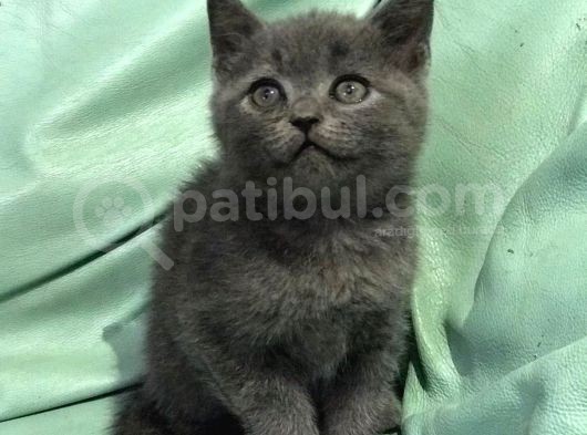 2 Dişi 1 Erkek British Shorthair Yavruları görsel
