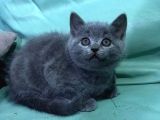 2 Dişi 1 Erkek British Shorthair Yavruları