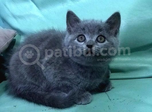 2 Dişi 1 Erkek British Shorthair Yavruları görsel