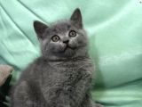 2 Dişi 1 Erkek British Shorthair Yavruları