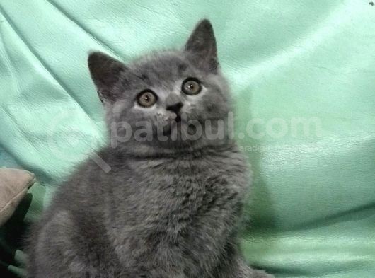 2 Dişi 1 Erkek British Shorthair Yavruları görsel