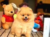 Her Hafta Güncellenen Teddybear Pomeranian Yavruları