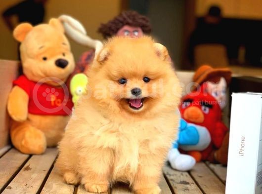 Her Hafta Güncellenen Teddybear Pomeranian Yavruları görsel
