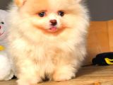 Evinizin Neşe Kaynağı Safkan Pomeranian Boo Yavruları