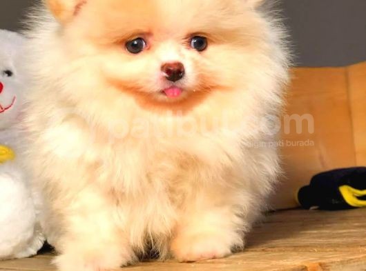 Evinizin Neşe Kaynağı Safkan Pomeranian Boo Yavruları görsel