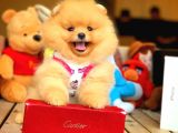 Her Hafta Güncellenen Teddybear Pomeranian Yavruları