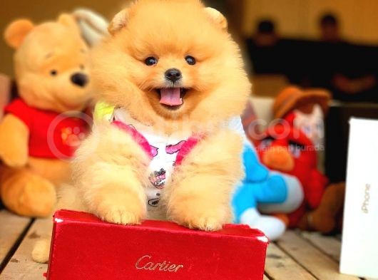 Her Hafta Güncellenen Teddybear Pomeranian Yavruları görsel