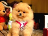Her Hafta Güncellenen Teddybear Pomeranian Yavruları