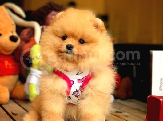 Her Hafta Güncellenen Teddybear Pomeranian Yavruları görsel