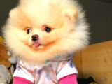 Evinizin Neşe Kaynağı Safkan Pomeranian Boo Yavruları