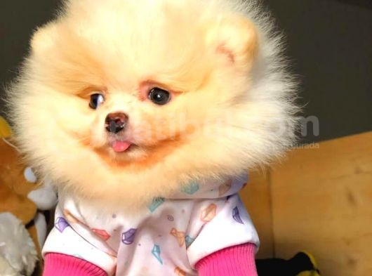 Evinizin Neşe Kaynağı Safkan Pomeranian Boo Yavruları görsel
