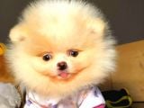 Evinizin Neşe Kaynağı Safkan Pomeranian Boo Yavruları