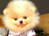 Evinizin Neşe Kaynağı Safkan Pomeranian Boo Yavruları