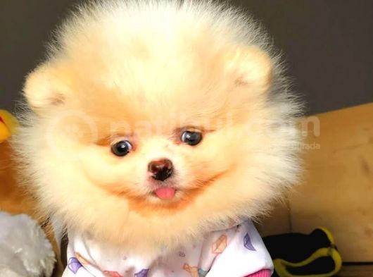 Evinizin Neşe Kaynağı Safkan Pomeranian Boo Yavruları görsel