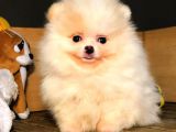 Evinizin Neşe Kaynağı Safkan Pomeranian Boo Yavruları