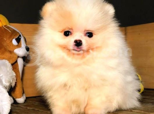 Evinizin Neşe Kaynağı Safkan Pomeranian Boo Yavruları görsel