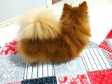Pomeranian Spitz Oğlumuzu Sahiplendiriyoruz