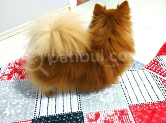 Pomeranian Spitz Oğlumuzu Sahiplendiriyoruz görsel