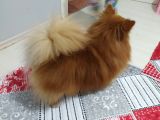 Pomeranian Spitz Oğlumuzu Sahiplendiriyoruz