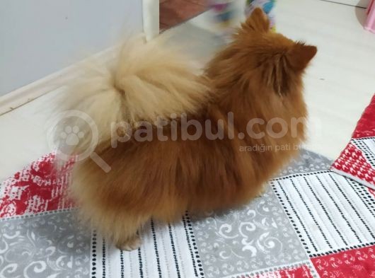 Pomeranian Spitz Oğlumuzu Sahiplendiriyoruz görsel