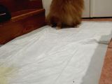 Pomeranian Spitz Oğlumuzu Sahiplendiriyoruz
