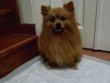 Pomeranian Spitz Oğlumuzu Sahiplendiriyoruz
