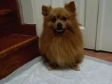 Pomeranian Spitz Oğlumuzu Sahiplendiriyoruz