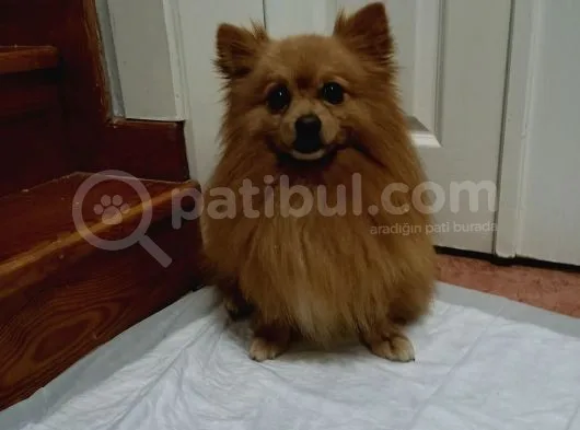 Pomeranian Spitz Oğlumuzu Sahiplendiriyoruz