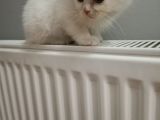 British Shorthair Pamuk Oğlumuz Yeni Ailesini Arıyor