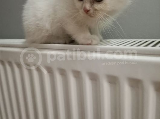British Shorthair Pamuk Oğlumuz Yeni Ailesini Arıyor görsel