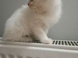 British Shorthair Pamuk Oğlumuz Yeni Ailesini Arıyor