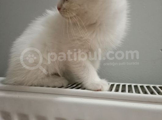 British Shorthair Pamuk Oğlumuz Yeni Ailesini Arıyor görsel