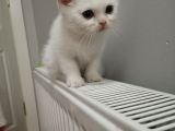 British Shorthair Pamuk Oğlumuz Yeni Ailesini Arıyor