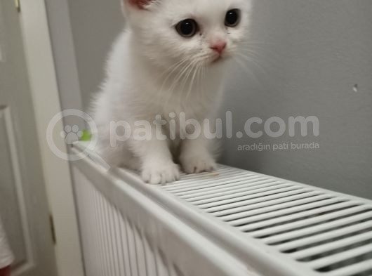 British Shorthair Pamuk Oğlumuz Yeni Ailesini Arıyor görsel