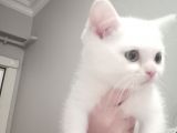 British Shorthair Pamuk Oğlumuz Yeni Ailesini Arıyor
