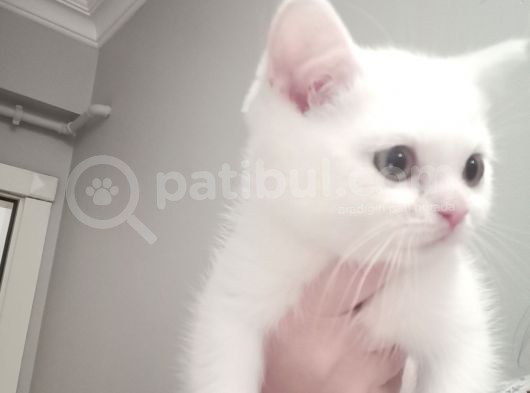 British Shorthair Pamuk Oğlumuz Yeni Ailesini Arıyor görsel