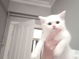 British Shorthair Pamuk Oğlumuz Yeni Ailesini Arıyor