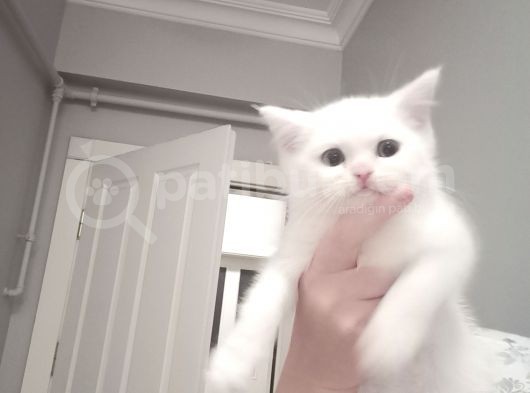 British Shorthair Pamuk Oğlumuz Yeni Ailesini Arıyor görsel