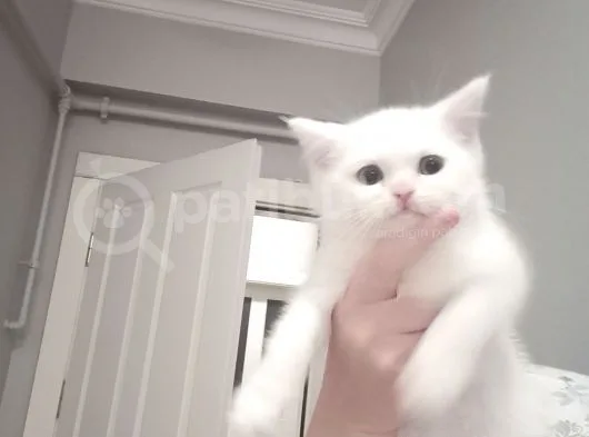 British Shorthair Pamuk Oğlumuz Yeni Ailesini Arıyor