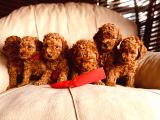 Bebek Surat Toy Poodle Yavrular Wc Eği̇ti̇mli̇