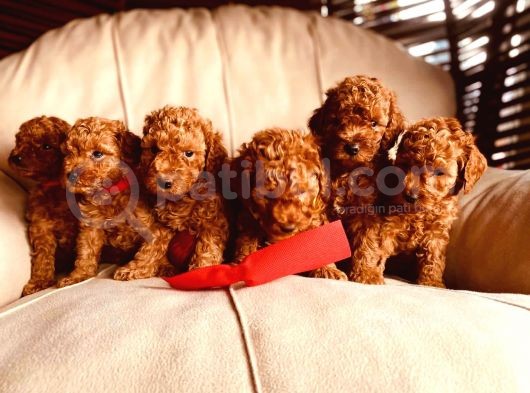 Bebek Surat Toy Poodle Yavrular Wc Eği̇ti̇mli̇ görsel