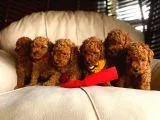 BEBEK SURAT TOY POODLE YAVRULAR WC EĞİTİMLİ