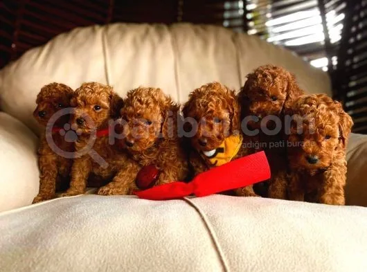 Bebek Surat Toy Poodle Yavrular Wc Eği̇ti̇mli̇