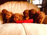 Bebek Surat Toy Poodle Yavrular Wc Eği̇ti̇mli̇
