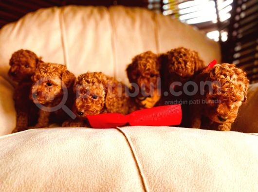 Bebek Surat Toy Poodle Yavrular Wc Eği̇ti̇mli̇ görsel