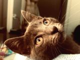 4 Aylik Russian Blue