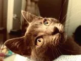 4 Aylik Russian Blue